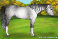 Horse Color:Gray Bay 