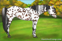 Horse Color:Brown Appaloosa 