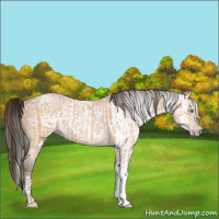 Horse Color:Amber Champagne  and Gray Bay 