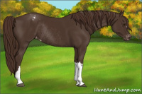 Horse Color:Liver Chestnut Appaloosa Rabicano 