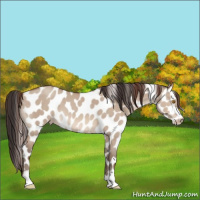 Horse Color:Sable Champagne Dun Appaloosa