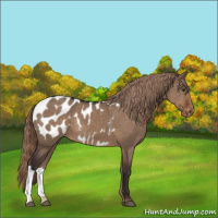 Horse Color:Liver Red Dun Appaloosa 