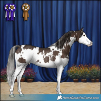 Horse Color:White Spotted Liver Chestnut Splash Rabicano