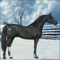 Horse Color:Black 