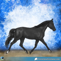 Horse Color:Black Rabicano 