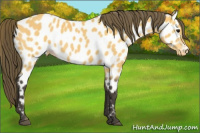 Horse Color:Buckskin Appaloosa