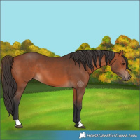 Horse Color:Bay 
