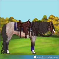 Horse Color:Bay Roan 