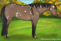Horse Color:White Spotted Brown Dun