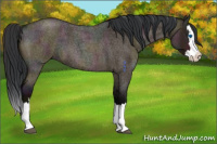 Horse Color:Midnight Bay Roan Dun Splash 