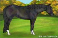 Horse Color:Midnight Blue Onyx Ice 