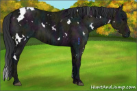 Horse Color:White Spotted Midnight Grullo Ice 