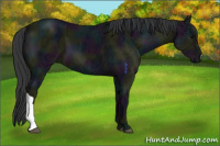 Horse Color:Midnight Black Ice 