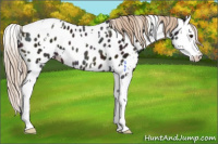 Horse Color:White Spotted Midnight Chocolate Palomino Ice Splash Appaloosa 