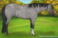 Horse Color:Grullo Roan 