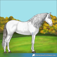 Horse Color:Midnight Liver Red Dun Ice Appaloosa 