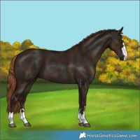 Horse Color:Midnight Red Dun 