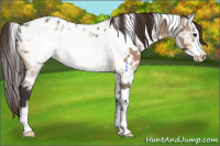 Horse Color:White Spotted Bay Ice Dun Frame Appaloosa 