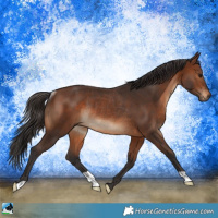 Horse Color:Brown Rabicano 