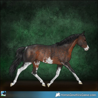 Horse Color:Brown Sabino Rabicano