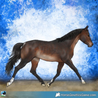 Horse Color:Brown Rabicano 