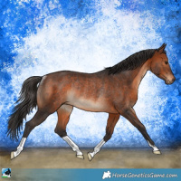 Horse Color:Brown Rabicano 