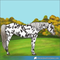 Horse Color:Smoky Black Appaloosa 