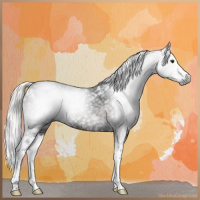 Horse Color:Gray White Spotted Chocolate Palomino Ice Splash 