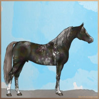 Horse Color:Gray Midnight Chocolate Palomino Dun Sabino Tobiano Rabicano  and Gray Midnight Chocolate Palomino Dun Sabino Splash Tobiano 