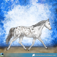 Horse Color:Blue Onyx Sabino Blanket