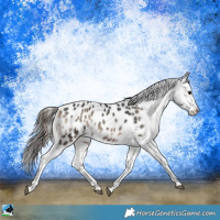 Horse Color:Blue Onyx Near Leopard Rabicano 