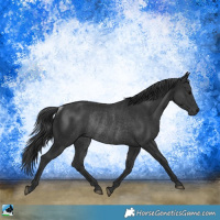 Horse Color:Black Rabicano 