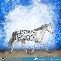 Horse Color:Black Appaloosa