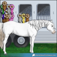 Horse Color:Smoky Black Appaloosa 