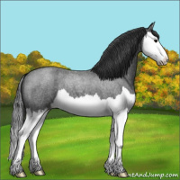 Horse Color:Blue Roan Splash 