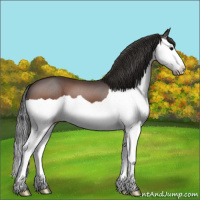 Horse Color:Bay Splash