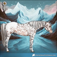 Horse Color:Brown Appaloosa 