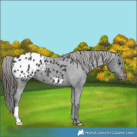Horse Color:Black Appaloosa 