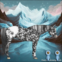 Horse Color:Black Appaloosa