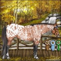 Horse Color:Bay Appaloosa  and Bay Roan Splash Appaloosa 