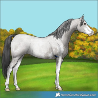 Horse Color:Grullo Roan Sabino 
