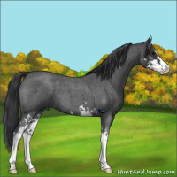 Horse Color:Blue Roan Sabino 
