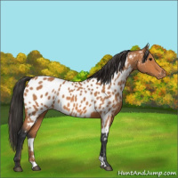 Horse Color:Bay Appaloosa 