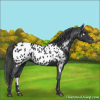 Horse Color:Black Appaloosa