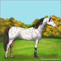 Horse Color:Bay Appaloosa 