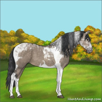Horse Color:Brown Dun Tobiano 