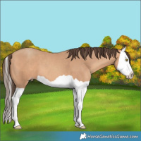 Horse Color:Amber Champagne Splash 