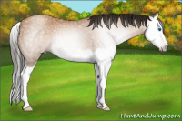 Horse Color:Gray Amber Champagne Splash