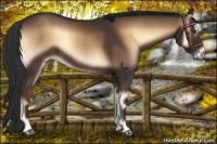 Horse Color:Liver Red Onyx