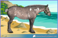 Horse Color:Platinum White Spotted Chocolate Palomino